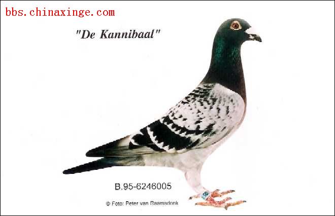 所向无敌(Kannibaal)的神奇鸽族路易士·凡戴克-韩愈鸽舍-中国信鸽信息网 www.chinaxinge.com