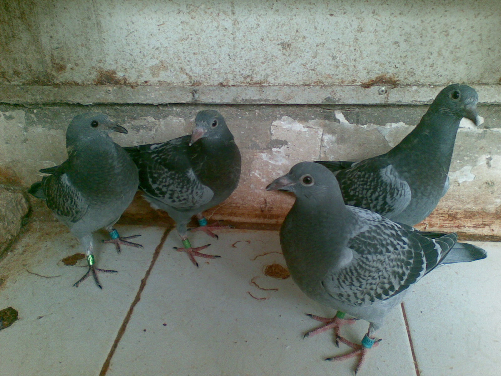 ´ڞg[DƬ