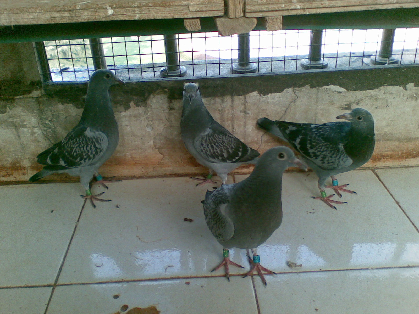 ´ڞg[DƬ