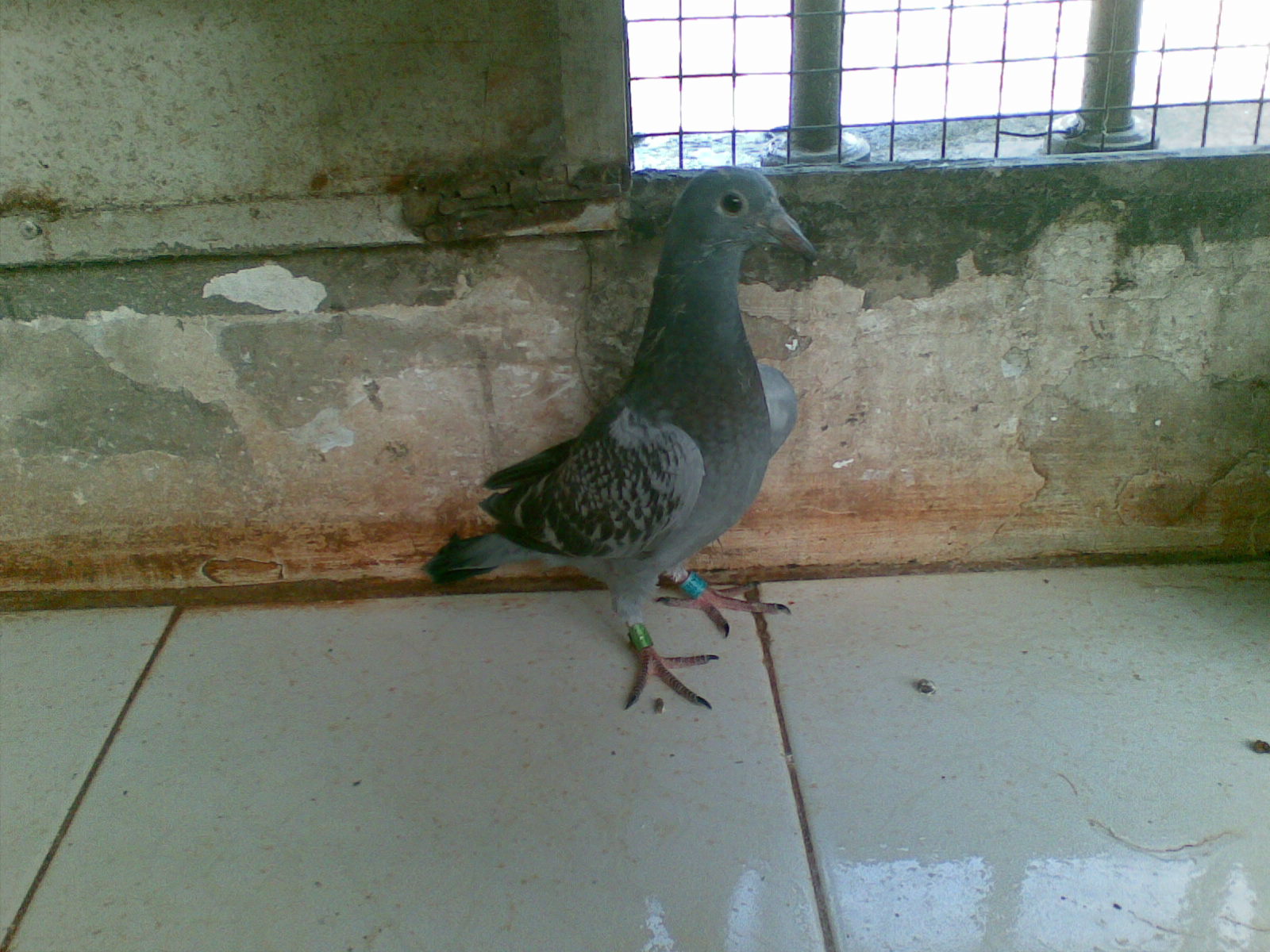 ´ڞg[DƬ