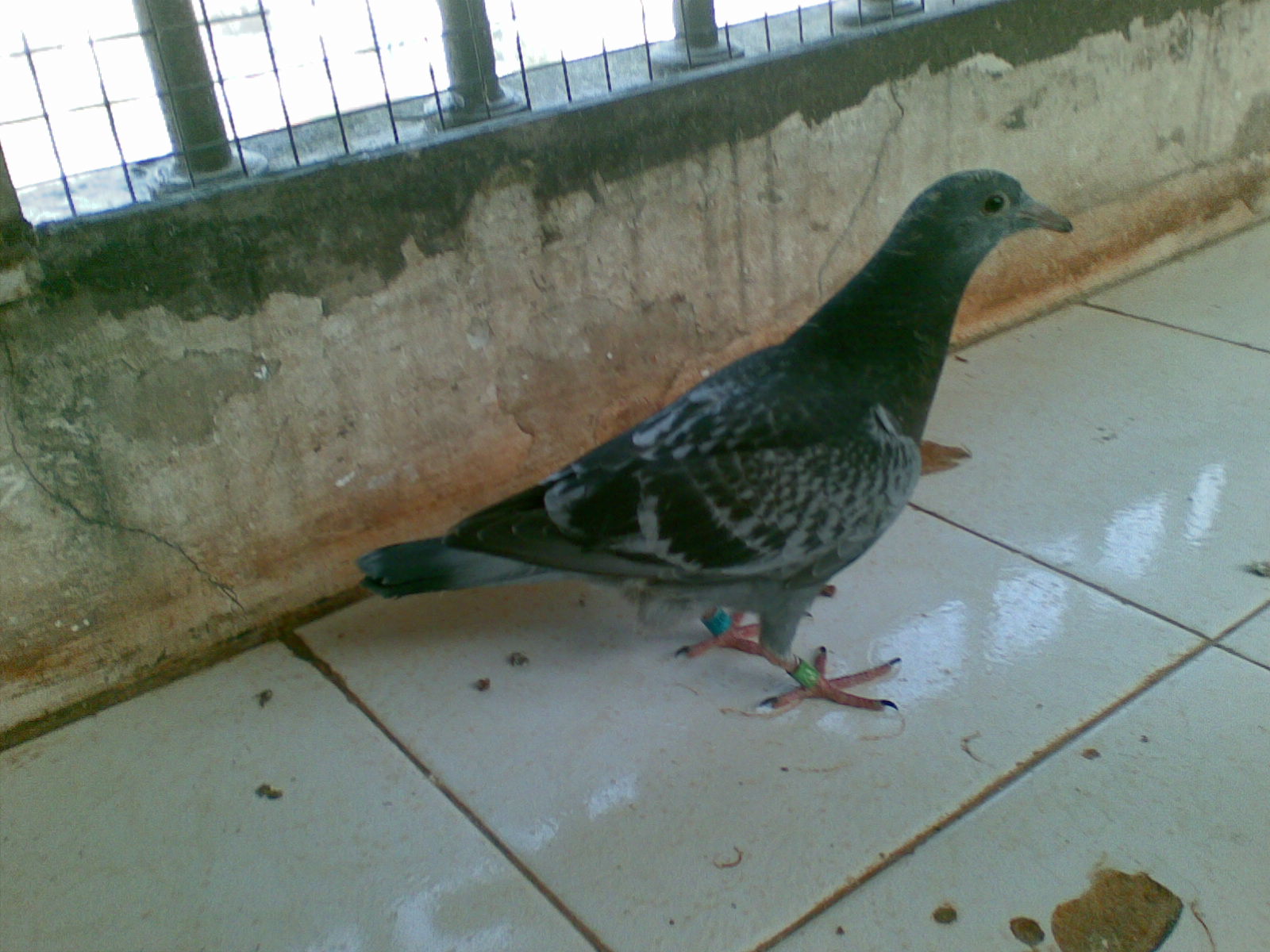 ´ڞg[DƬ