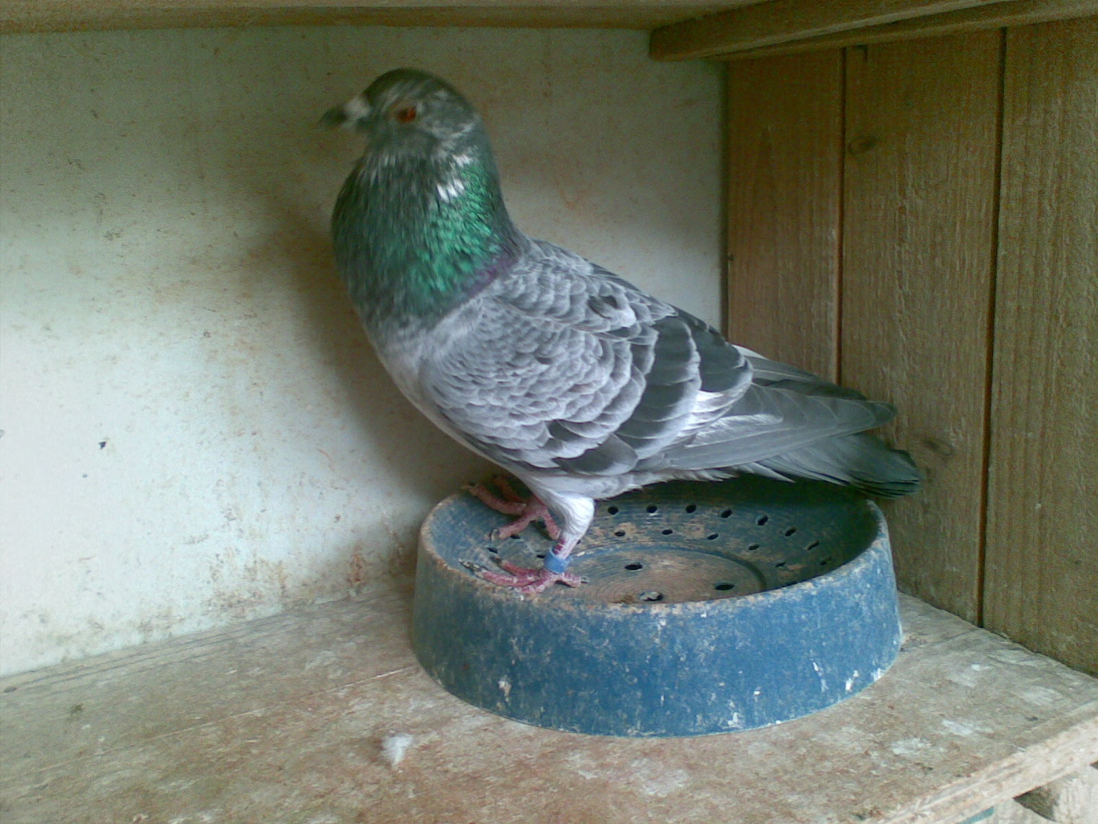 ´ڞg[DƬ