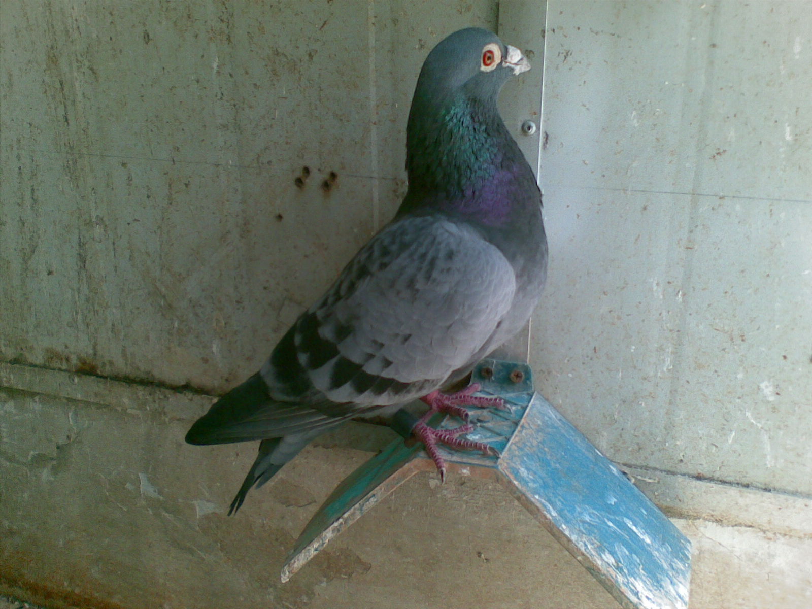 ´ڞg[DƬ