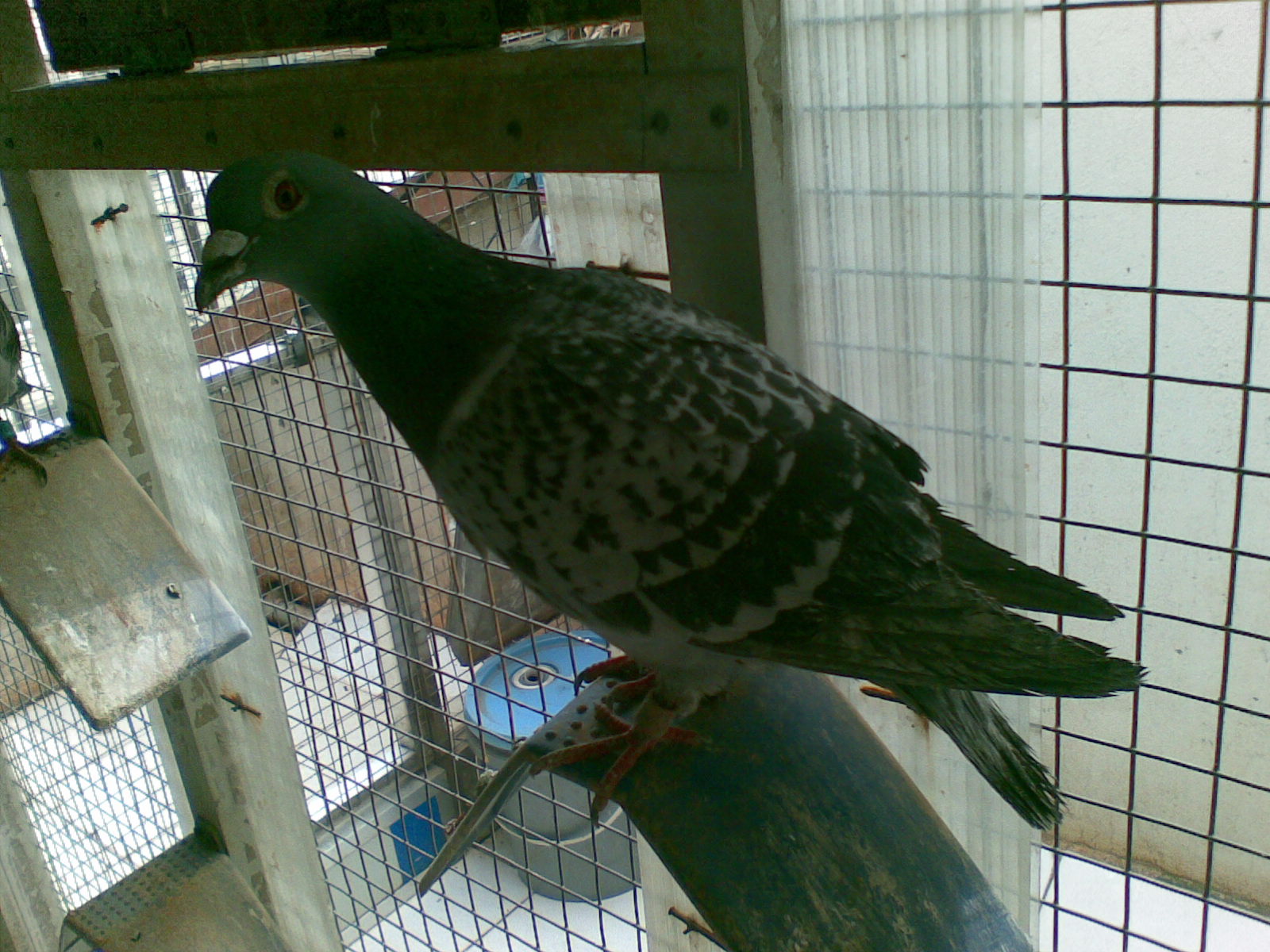 ´ڞg[DƬ
