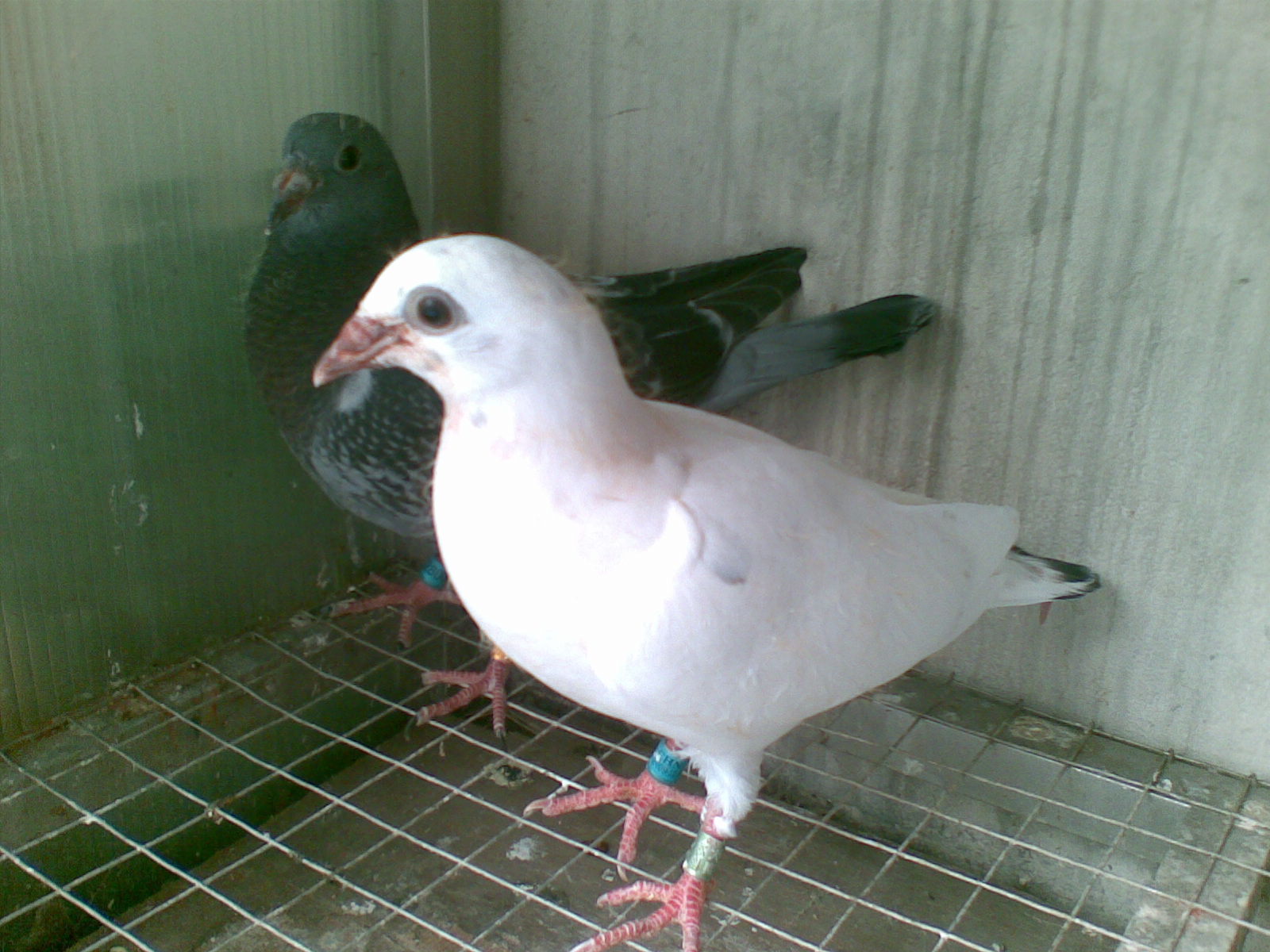 ´ڞg[DƬ