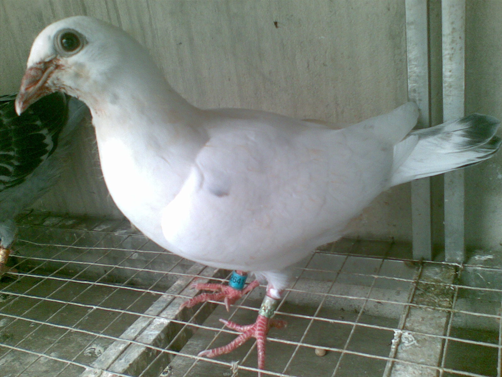 ´ڞg[DƬ