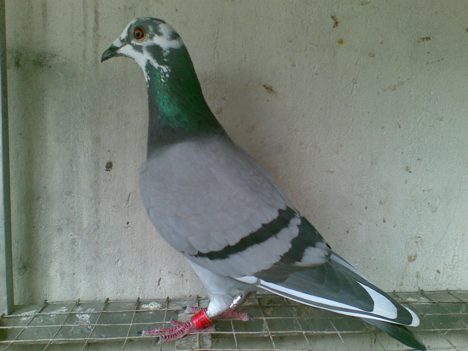 ´ڞg[DƬ