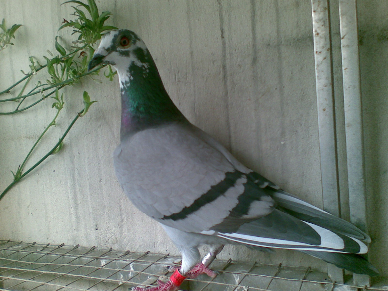 ´ڞg[DƬ