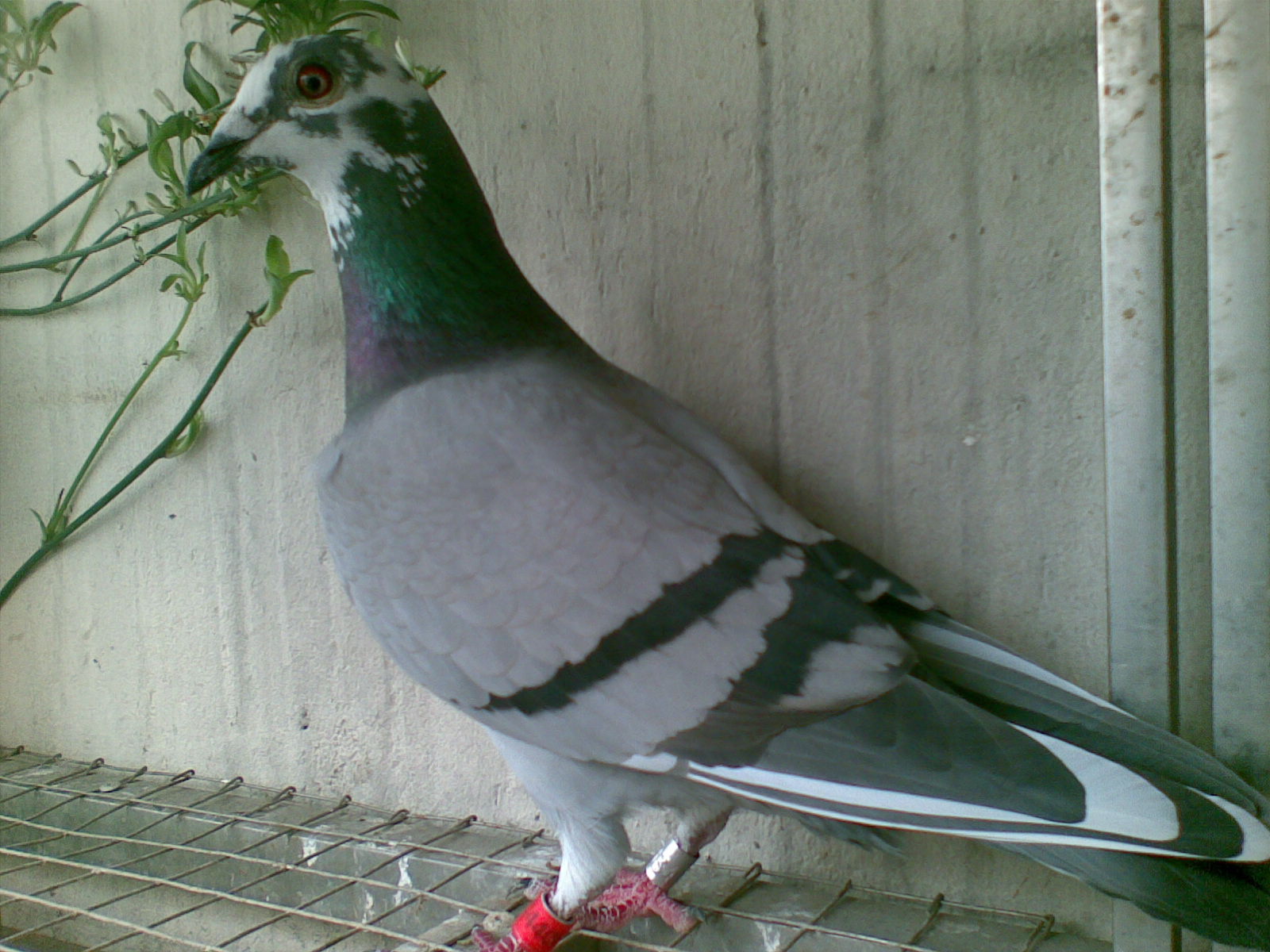 ´ڞg[DƬ