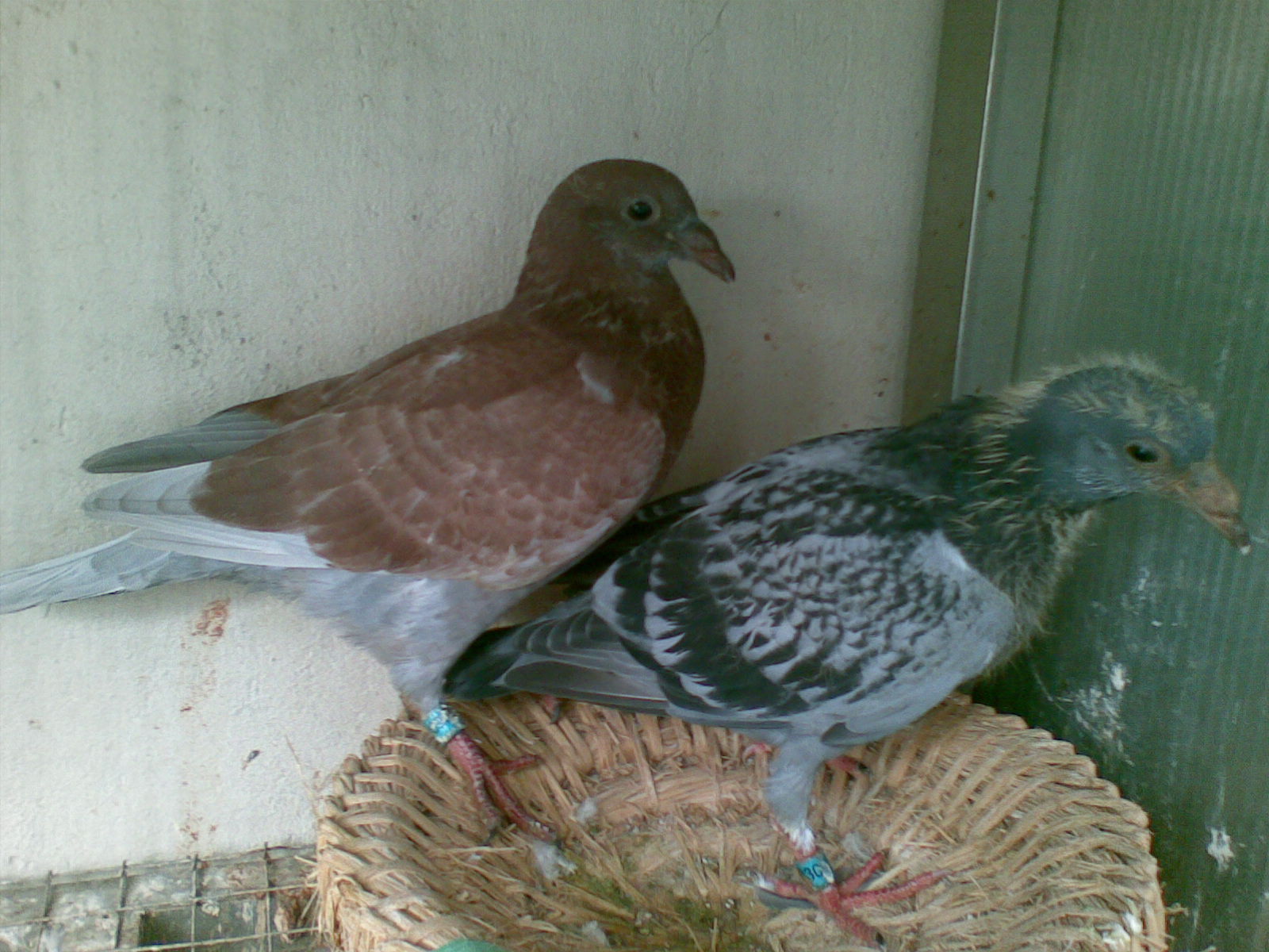 ´ڞg[DƬ