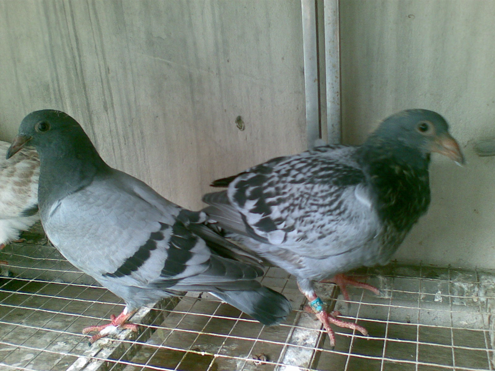 ´ڞg[DƬ