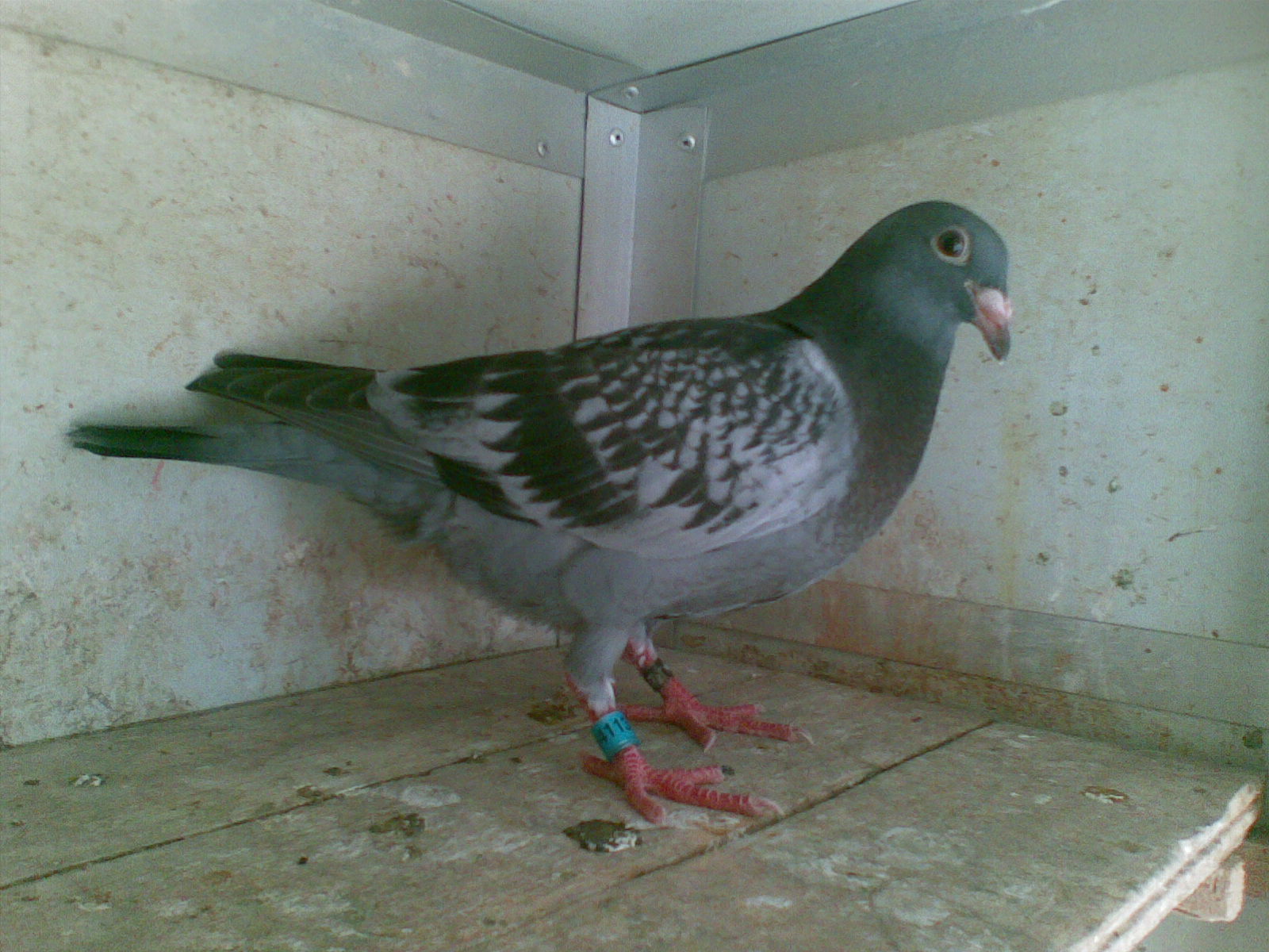 ´ڞg[DƬ