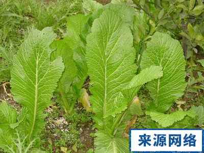 芥菜的功效与作用有哪些