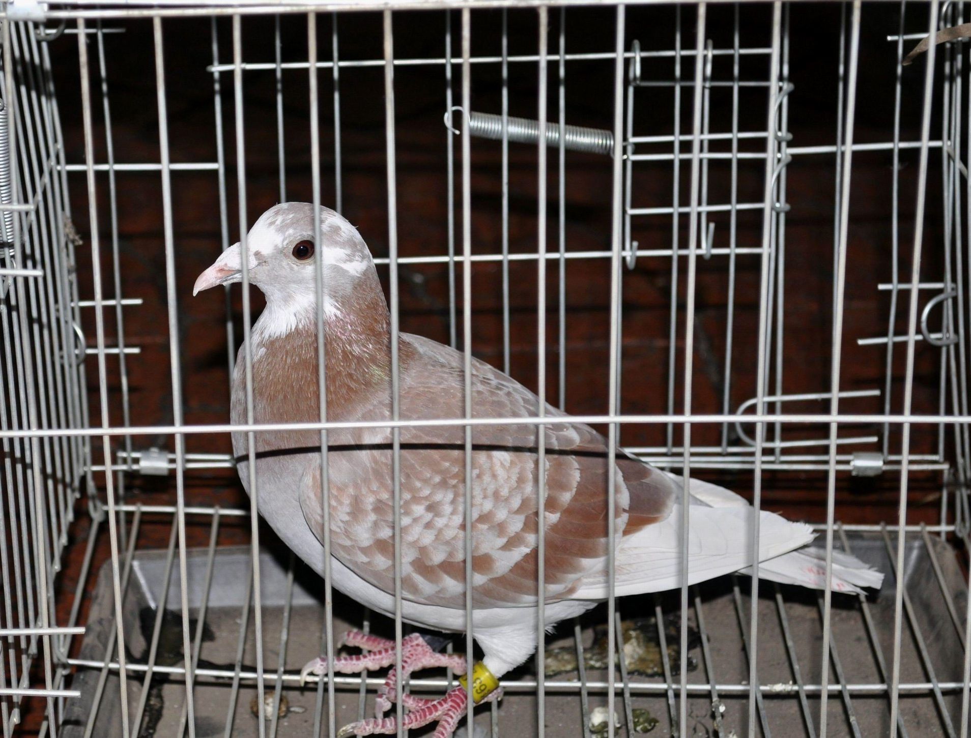 按此在新窗口浏览图片