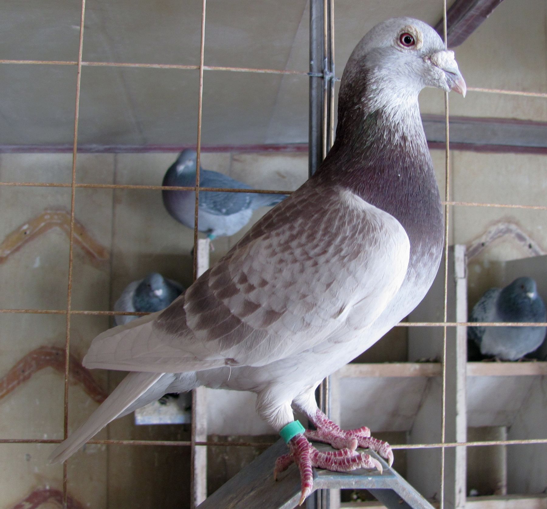 按此在新窗口浏览图片