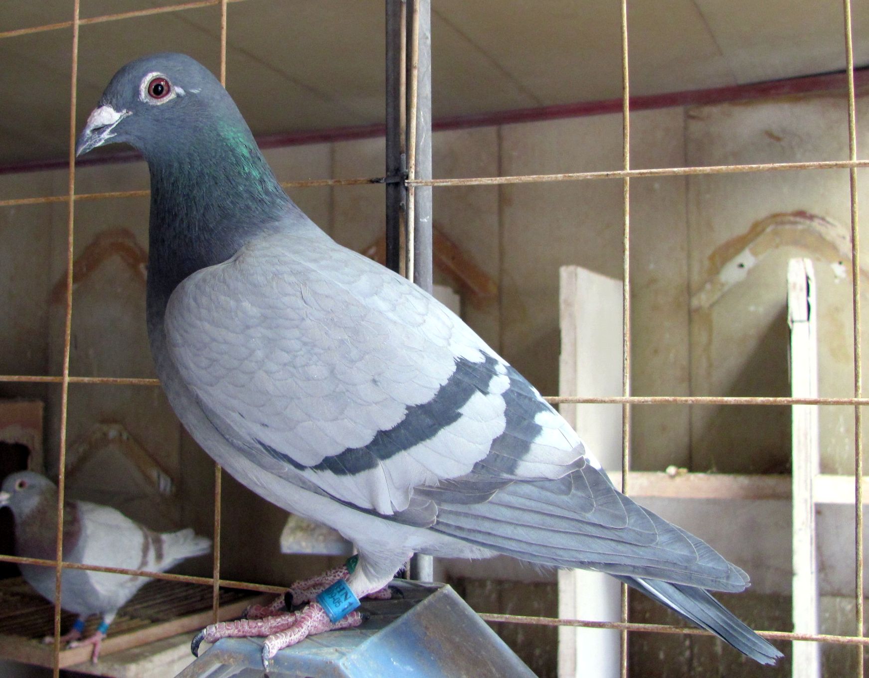 按此在新窗口浏览图片