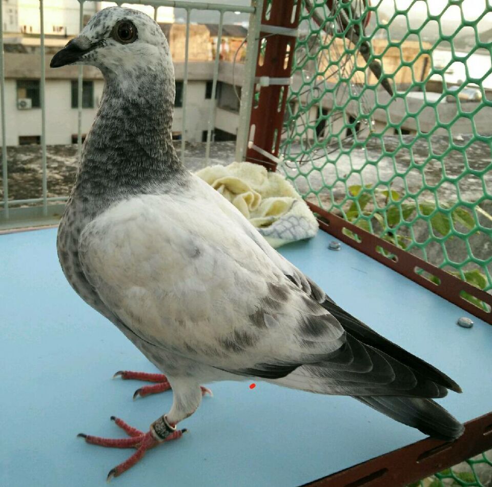 按此在新窗口浏览图片