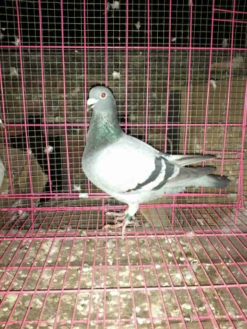 按此在新窗口浏览图片