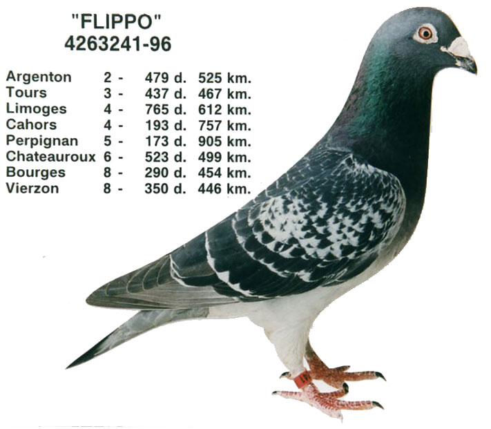 比利时超级种源鸽舍佛斯翠特鸽系名鸽欣赏