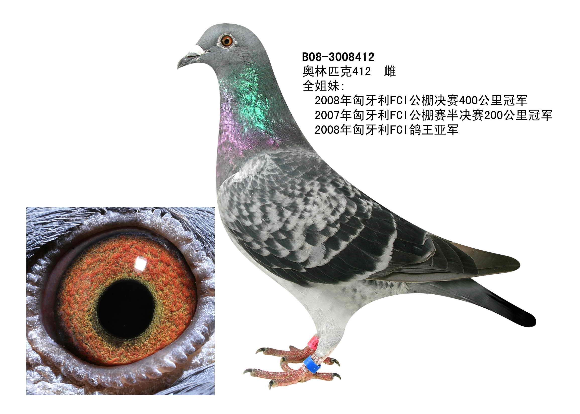2004年长距离鸽王闪电侠的后代[赛鸽网论坛,信鸽论坛,信鸽,赛鸽论坛]