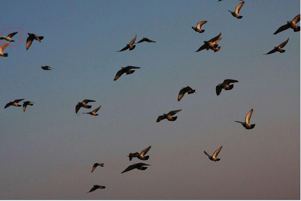 按此在新窗口浏览图片