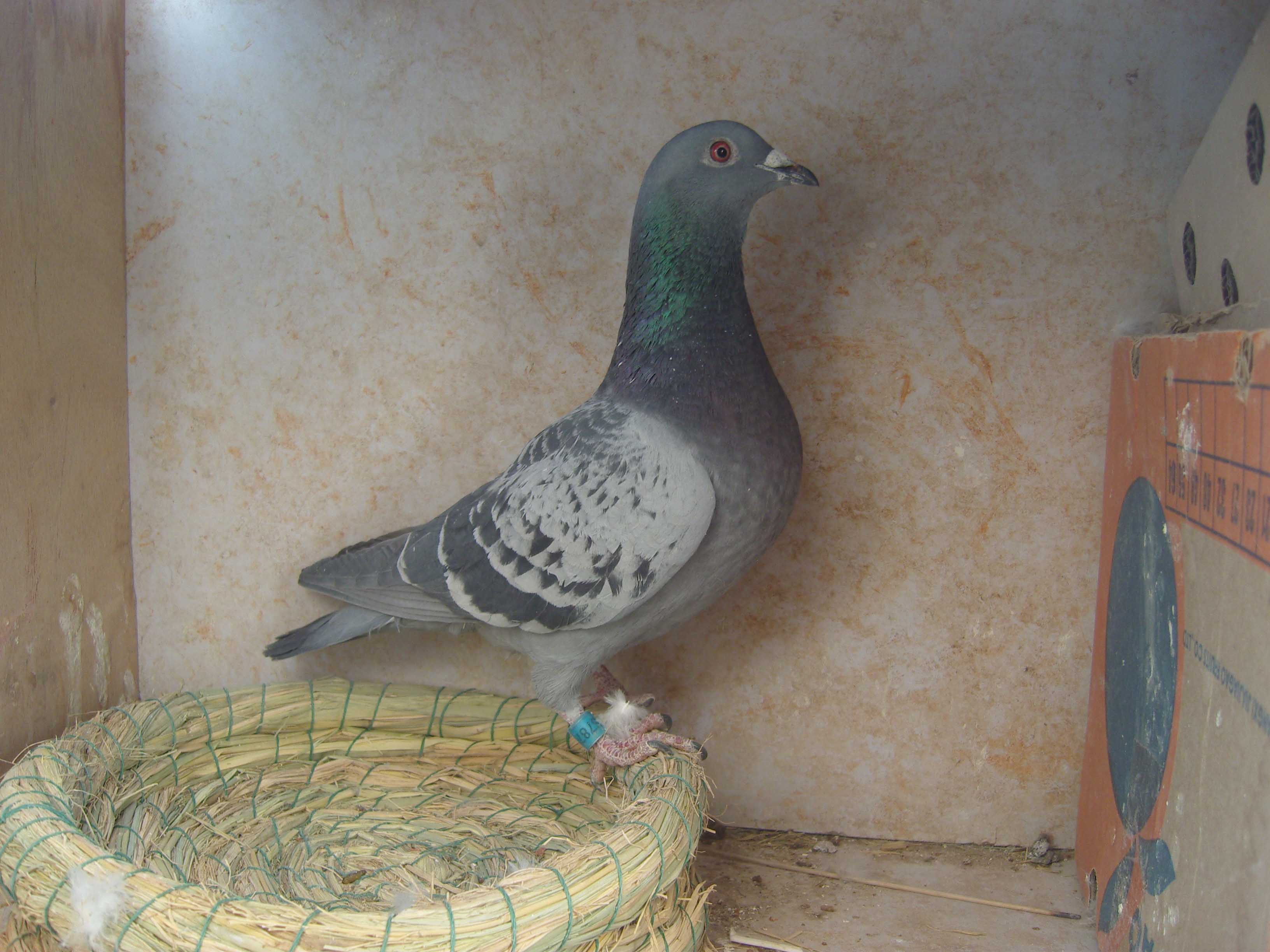 按此在新窗口浏览图片