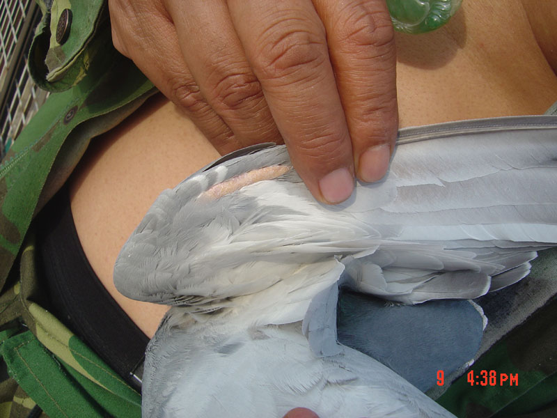 按此在新窗口浏览图片