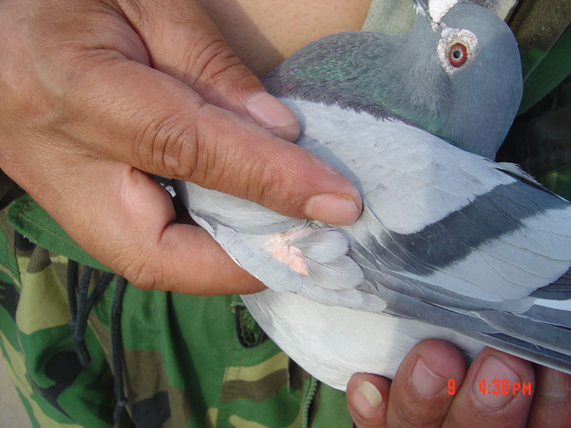按此在新窗口浏览图片