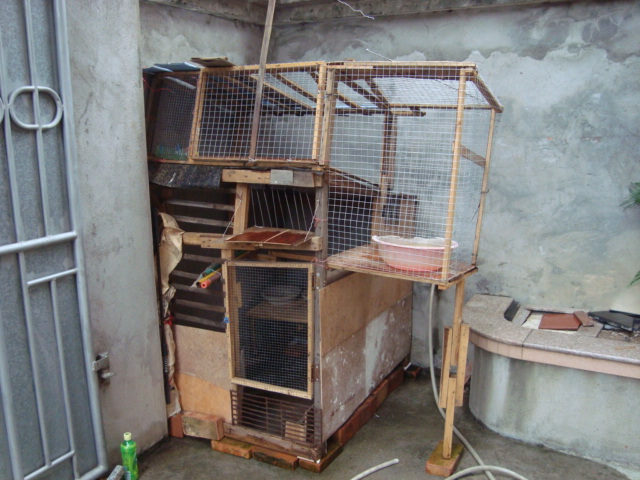 标题:我的简易鸽舍