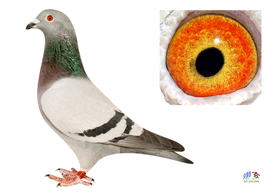 按此在新窗口浏览图片