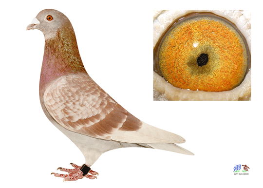 按此在新窗口浏览图片