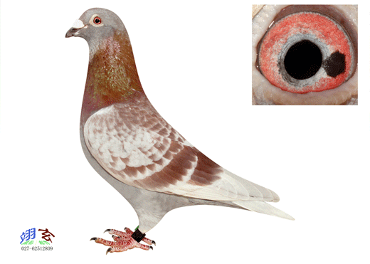 按此在新窗口浏览图片