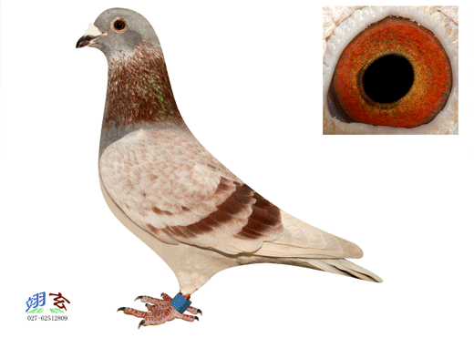 按此在新窗口浏览图片