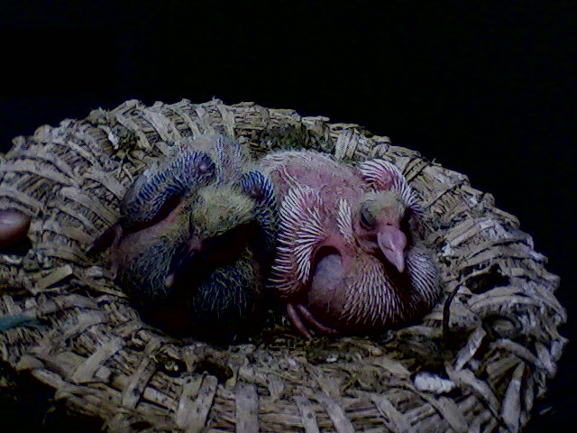 按此在新窗口浏览图片