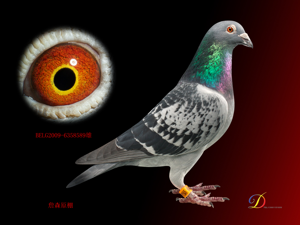 按此在新窗口浏览图片