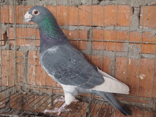 按此在新窗口浏览图片