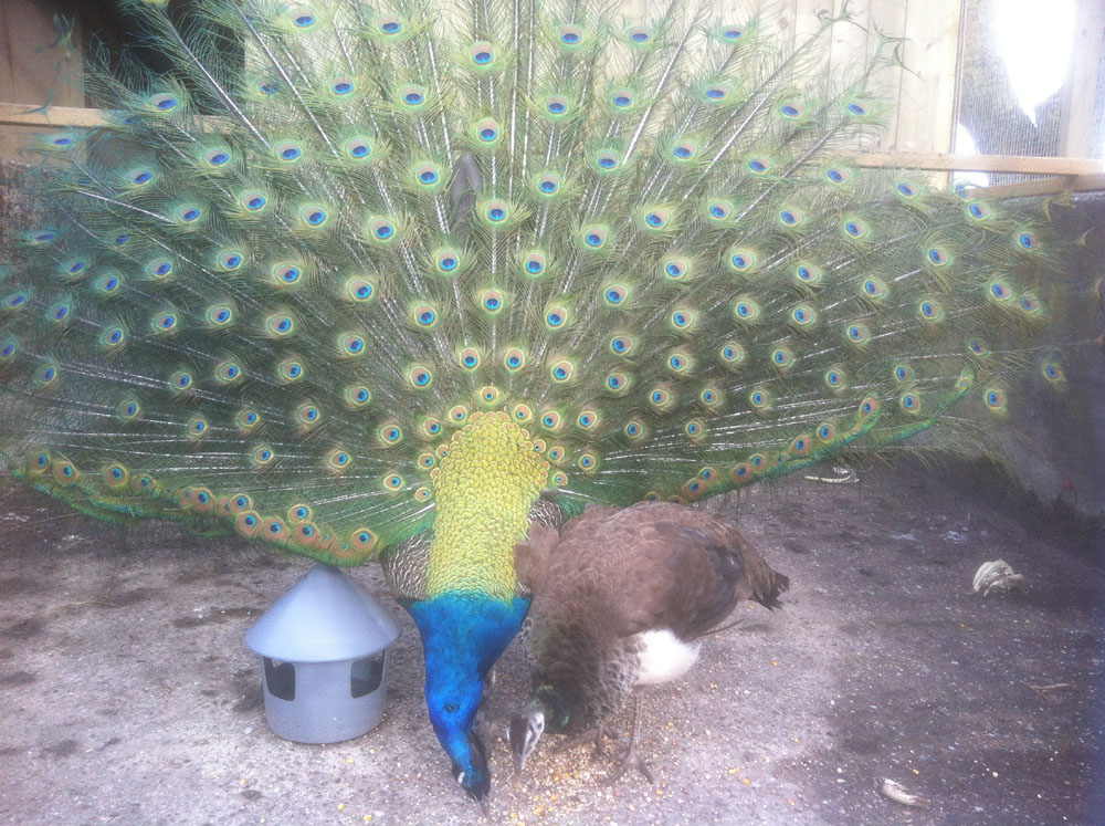 按此在新窗口浏览图片