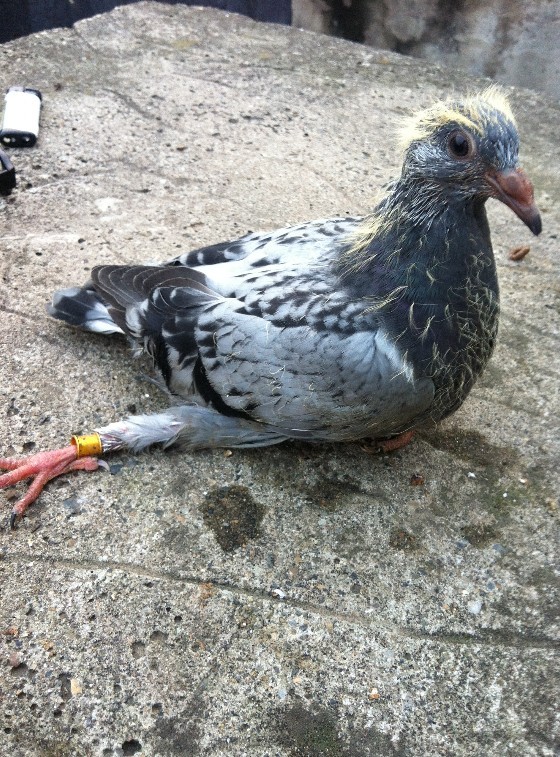 按此在新窗口浏览图片