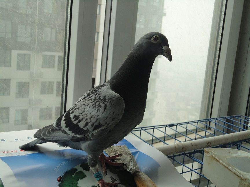 按此在新窗口浏览图片