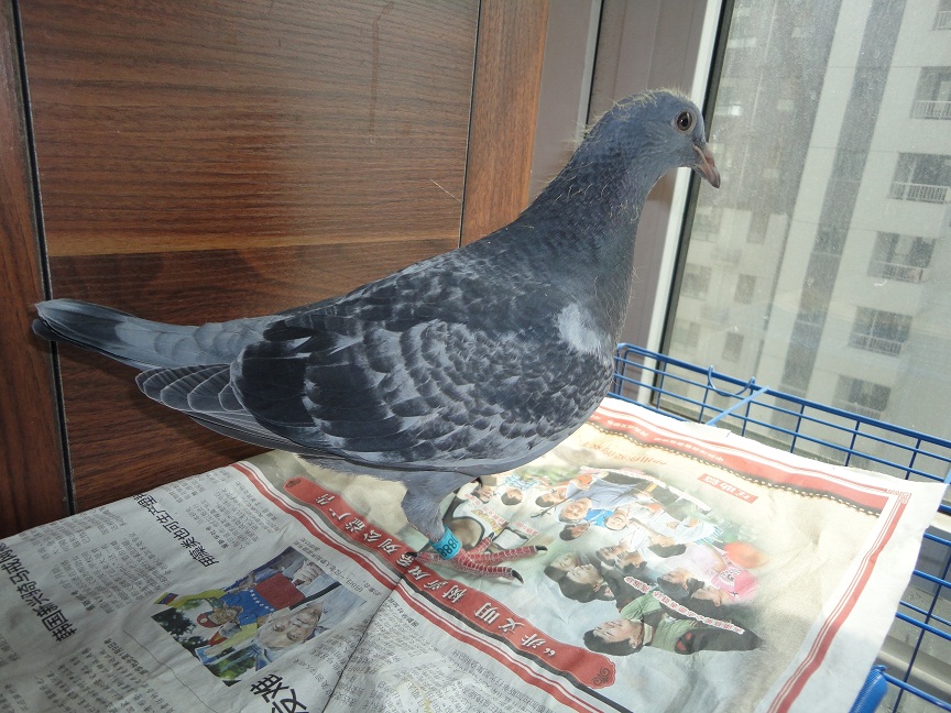 按此在新窗口浏览图片