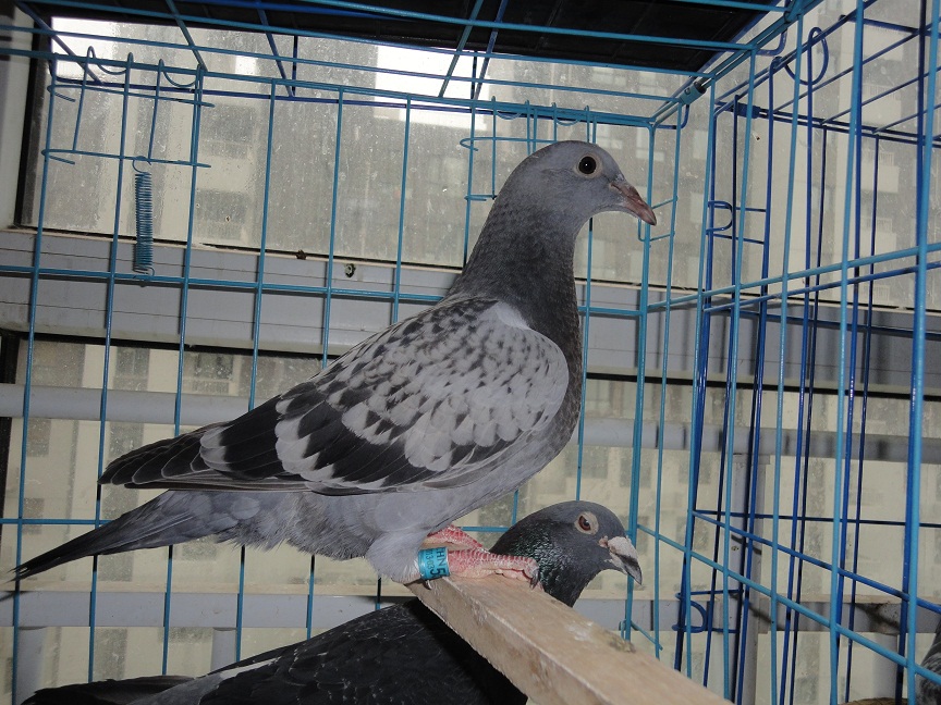 按此在新窗口浏览图片