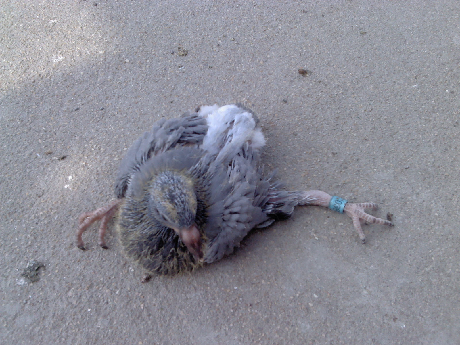 按此在新窗口浏览图片