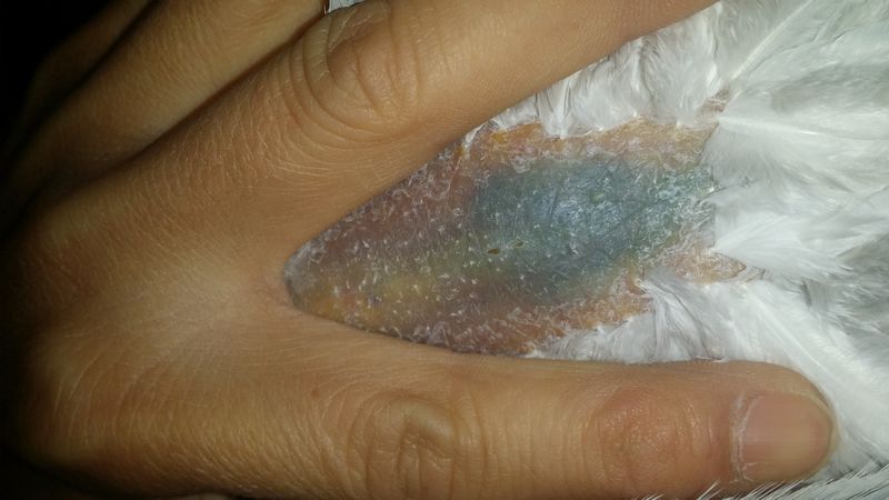 按此在新窗口浏览图片