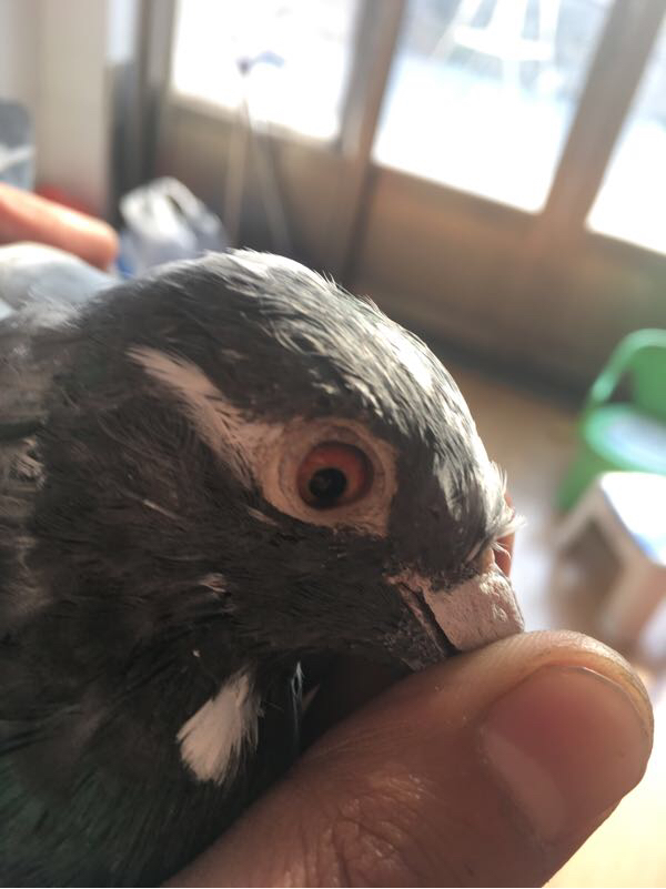 按此在新窗口浏览图片