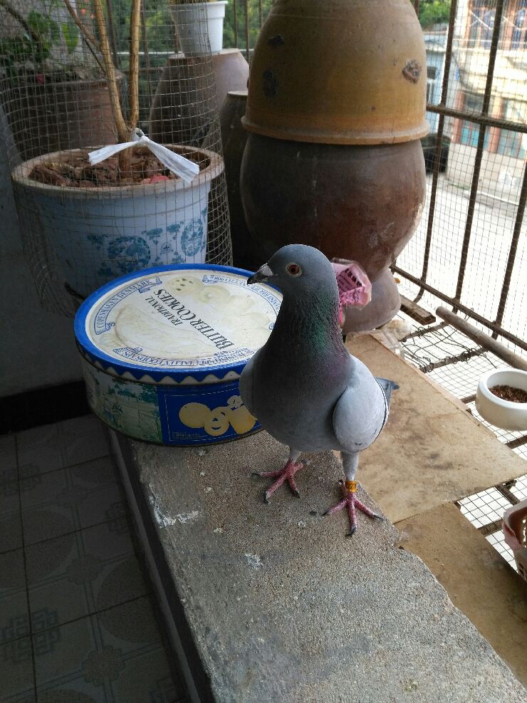 按此在新窗口浏览图片