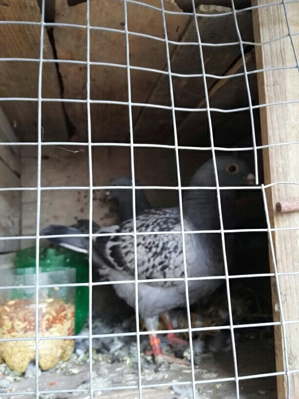 按此在新窗口浏览图片