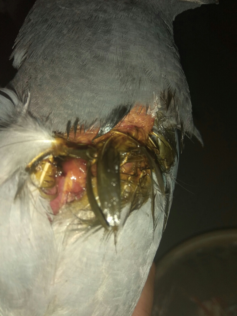 按此在新窗口浏览图片