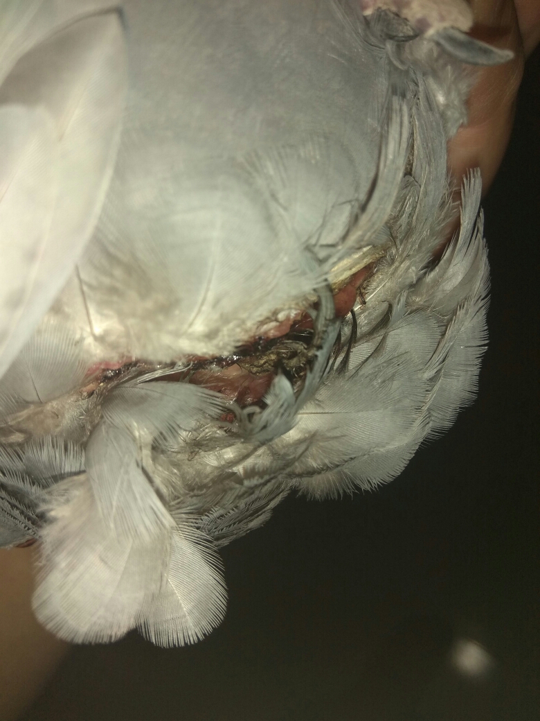 按此在新窗口浏览图片