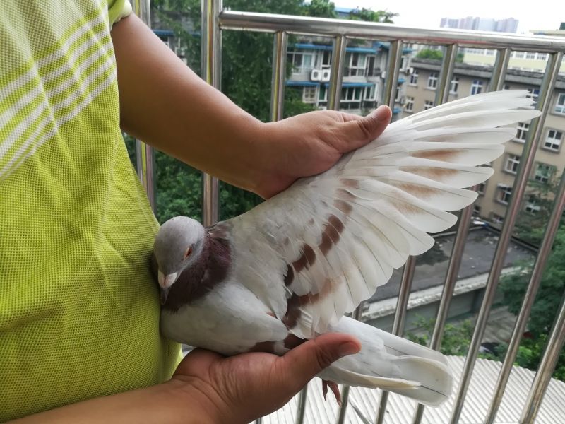 按此在新窗口浏览图片