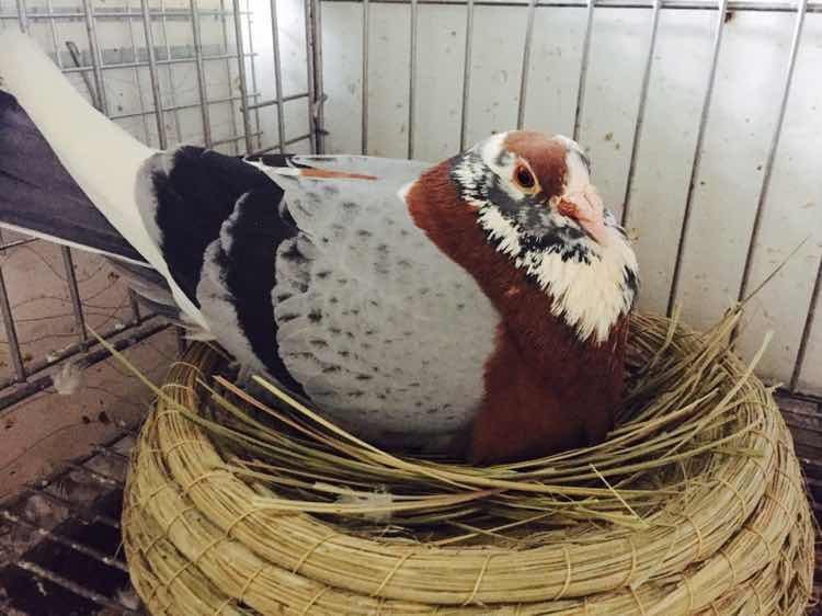 按此在新窗口浏览图片